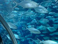 -上海海洋水族馆