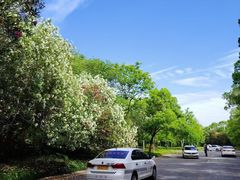 -胜华驾校·小猫学车(银都店)