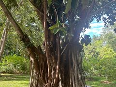 -中国科学院西双版纳热带植物园