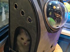 -宠小格时尚宠物生活馆(唐镇店)
