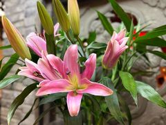 -陈麻婆豆腐(旗舰店)