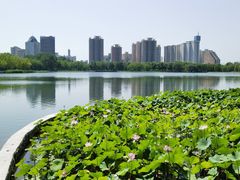-莲花池公园