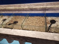 -火锅岛潮牌自助餐厅(天津天佑城店)