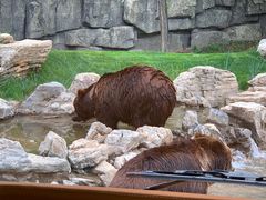 -北京野生动物园