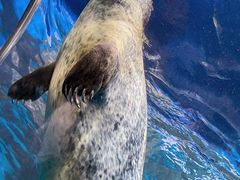 -上海海洋水族馆