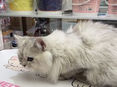-FAELING PETS美天灵宠物(富力广场店)