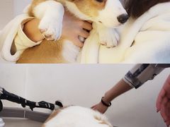 -浣熊柯尔鸭土拨鼠·电玩咖