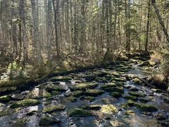 -汤旺河林海奇石景区