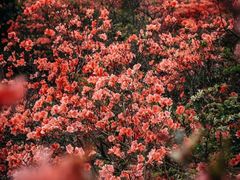 -十九峰景区-倒脱靴