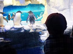 -华夏文旅海洋公园