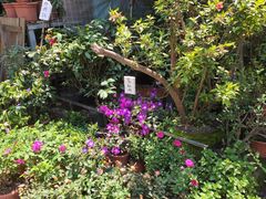 -桂林市花鸟市场