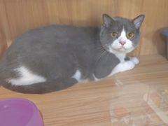 -钦宠·猫咪售卖·洗护·寄养(东圃旗舰店)