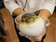 -肆月河豚·新淮扬(金融街店)