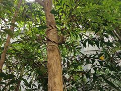 -呀路古热带植物园