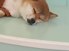 -怪兽屋·羊驼·猫咖·狗咖(俊华广场店)