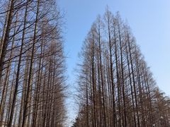 -日照海滨国家森林公园