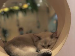 -猫域·湾主题猫咖·宠物吧(南坪城市广场店)