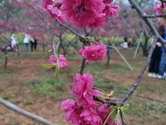 -天适樱花悠乐园