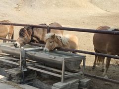 -沈阳森林动物园