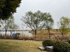 -九里湖国家湿地公园