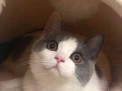 -柚子猫舍·精品猫舍购猫·猫咪认养·购宠·宠物店