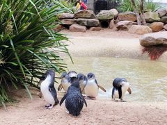 -费瑟代尔野生动物园