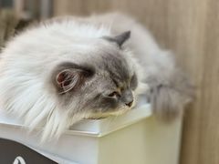 -瞄一喵猫咖(格力海岸店)
