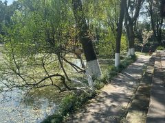 -桂湖森林公园