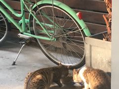 -猫里有甜
