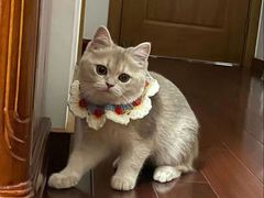 -小猫来了·猫舍(红山六九七九店)