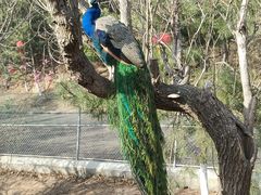 -西霞口神雕山野生动物世界