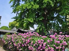 -常熟方塔园