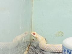 -上海大自然野生昆虫馆