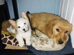 -爱侣宠医·鹦鹉专科·小型哺乳类·异宠专科(灵石路店)