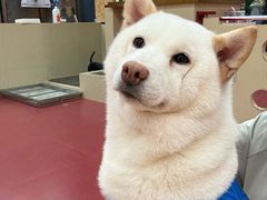 -和它·交个朋友·狗咖猫咖(爱琴海店)