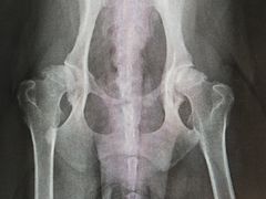 -北京派仕佳德动物医院·超导核磁·CT·神经科·骨科·内外科·急重症管理中心