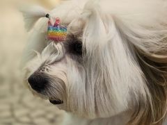 -momokira米努特·德文卷毛猫·棉花面纱犬