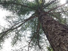 -洛阳白云山景区