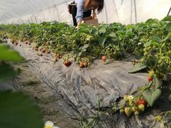 -小鱼草莓采摘园农家乐·小鱼餐厅