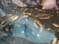 -上海大自然野生昆虫馆(东方明珠·爬宠昆虫探索中心)