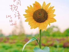 -花开海上生态园