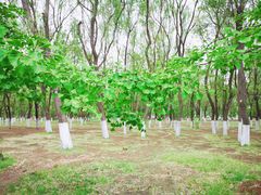 -长白岛森林公园