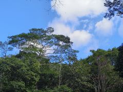 -海南热带雨林国家公园吊罗山景区