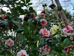 -深圳国际园林花卉博览园