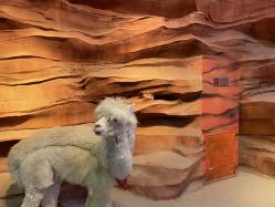 -酷嗒动物文化乐园(cutezoo西溪乐天城店)