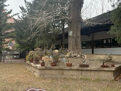 -苏州文庙(姑苏区)