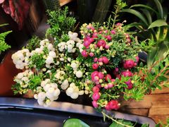 -双季花艺园艺市场(浦东店)