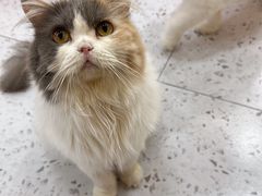 -喵园·猫主题咖啡厅·撸猫·猫咖(国贸店)