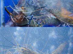 -罗氏十三活虾餐厅(光谷K11购物艺术中心店)