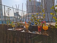 -柴犬高等学院·狗咖·柴犬售卖·宠物训练